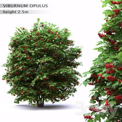Plant Red Wild Red Viburnum 