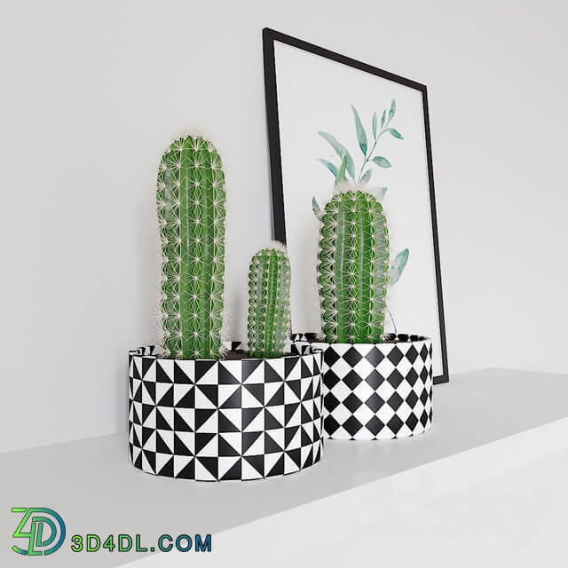 cactus and poster