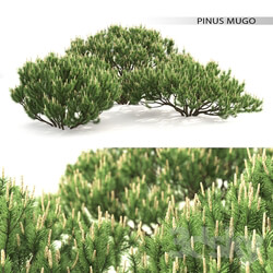 Mugo pine Bush 3D Models 