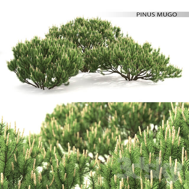 Mugo pine Bush 3D Models