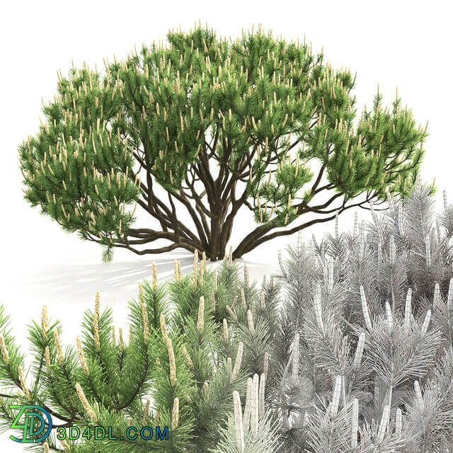 Mugo pine Bush 3D Models