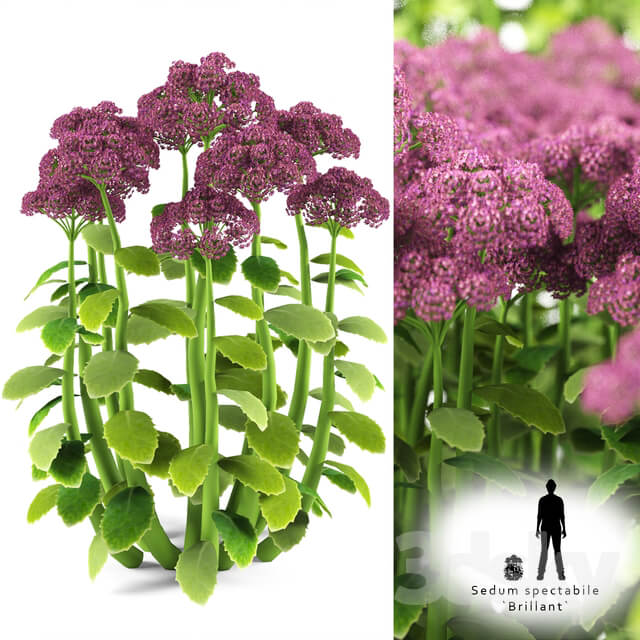 Cleansing visible Sedum spectabile Brillant Grass 3D Models