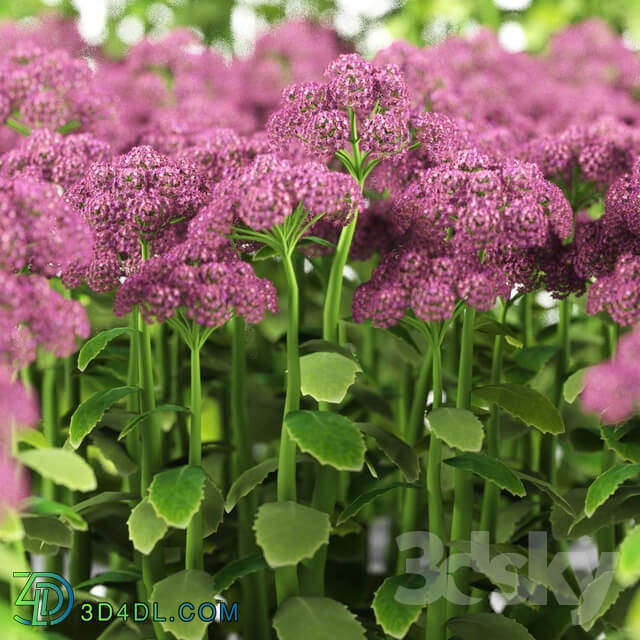 Cleansing visible Sedum spectabile Brillant Grass 3D Models