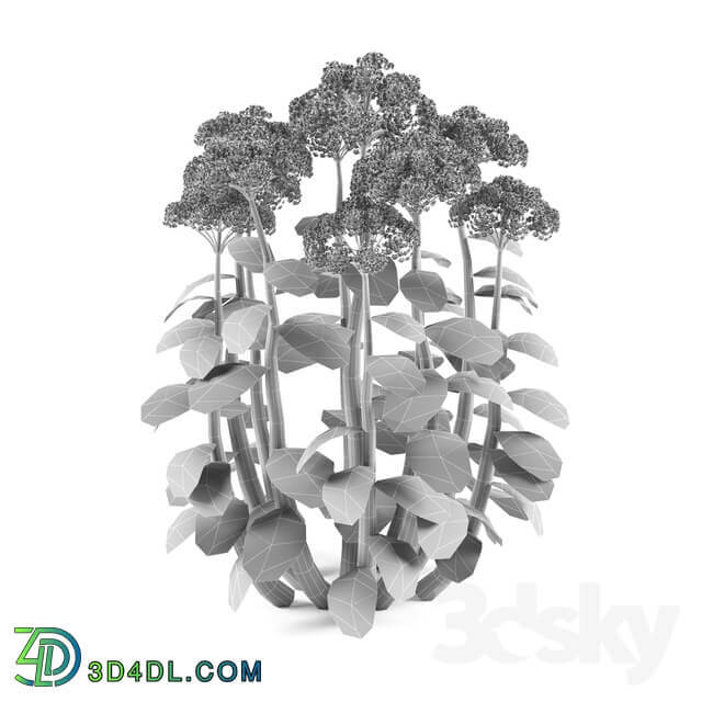 Cleansing visible Sedum spectabile Brillant Grass 3D Models