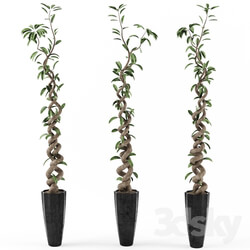 Plant Tree Ficus 