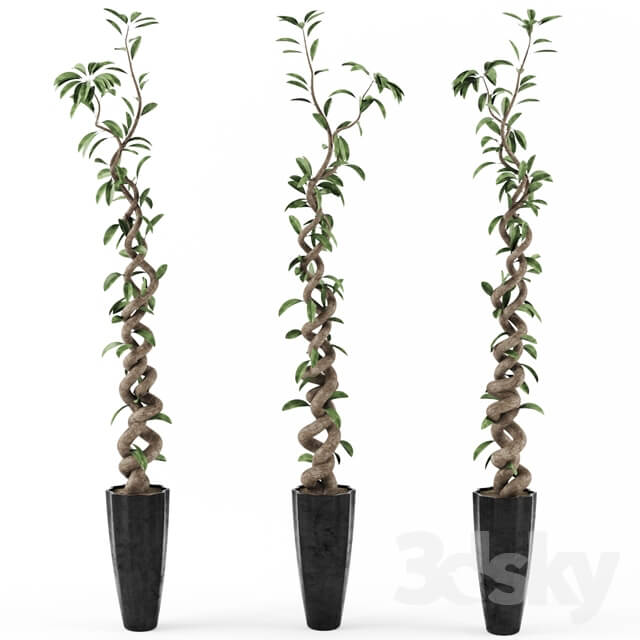 Plant Tree Ficus