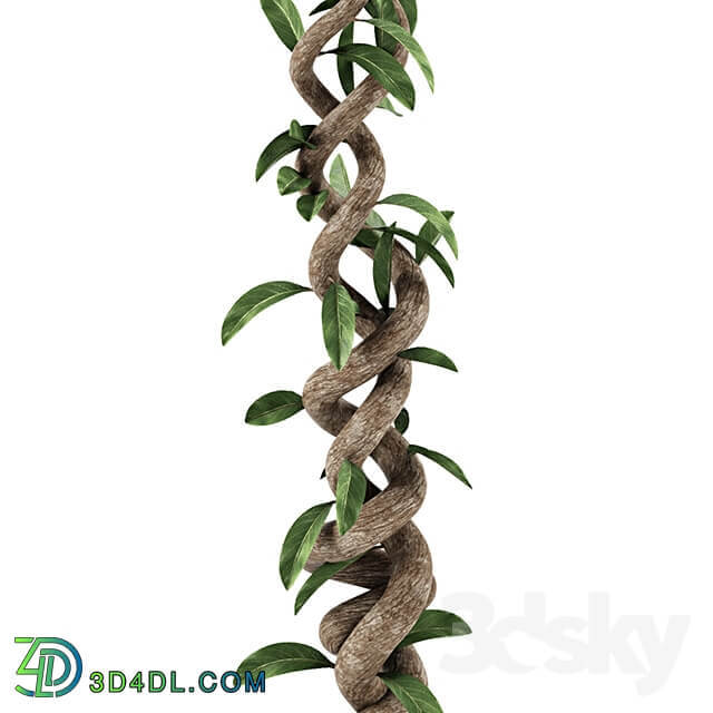 Plant Tree Ficus