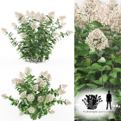 Plant Hortense Hortel Hydrangea paniculat 