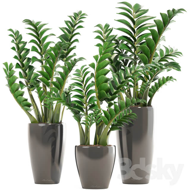 Collection of plants 192. Zamioculcas flower pot bush flowerpot interior decorative 3D Models