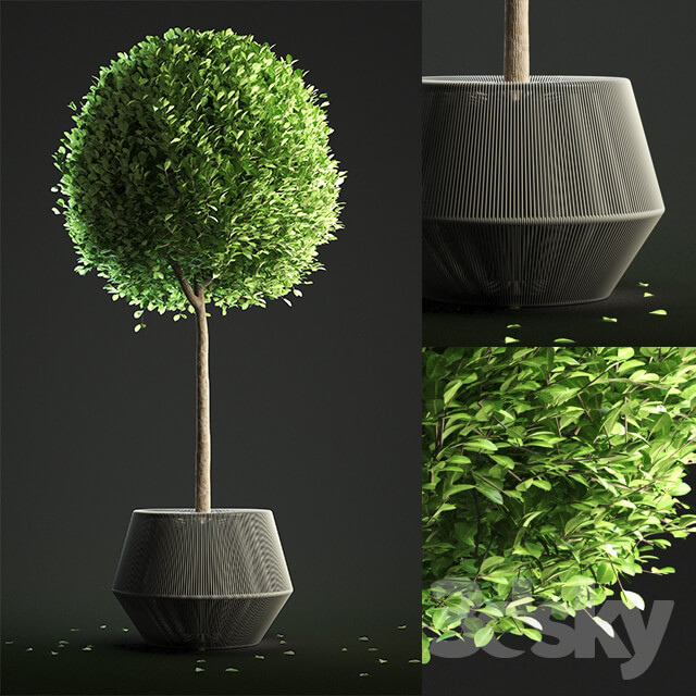 Buxus Sempervirens in Pot 3D Models