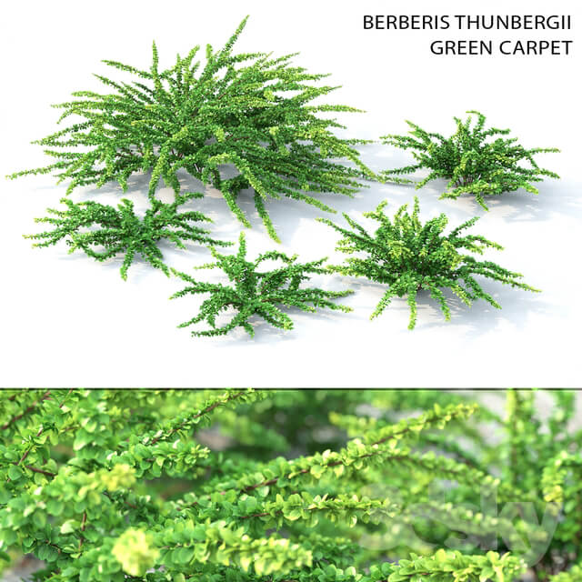 Plant Barbaris Tunberga Green Carpet