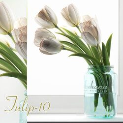 Plant Tulip 10 