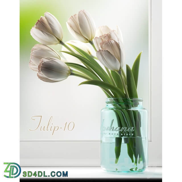 Plant Tulip 10