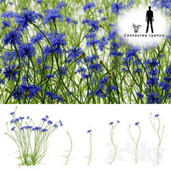 Cornflower blue flower Centaurea cyanus Grass 3D Models 