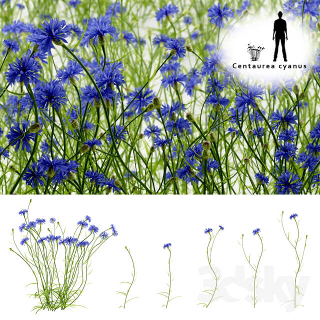 Cornflower blue flower Centaurea cyanus Grass 3D Models