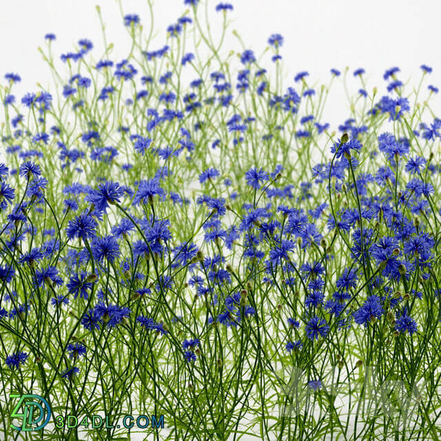 Cornflower blue flower Centaurea cyanus Grass 3D Models