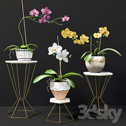 Plant Orchid flowers 