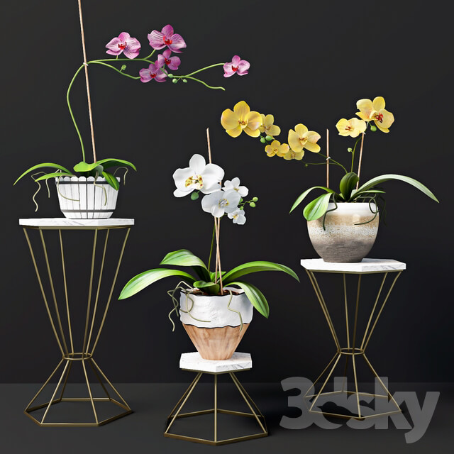 Plant Orchid flowers