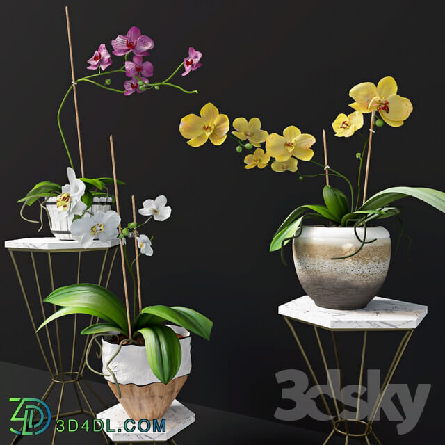 Plant Orchid flowers