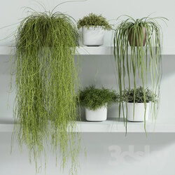 Plant RHIPSALIS Set 01 