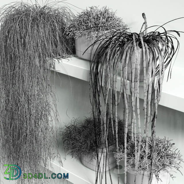 Plant RHIPSALIS Set 01