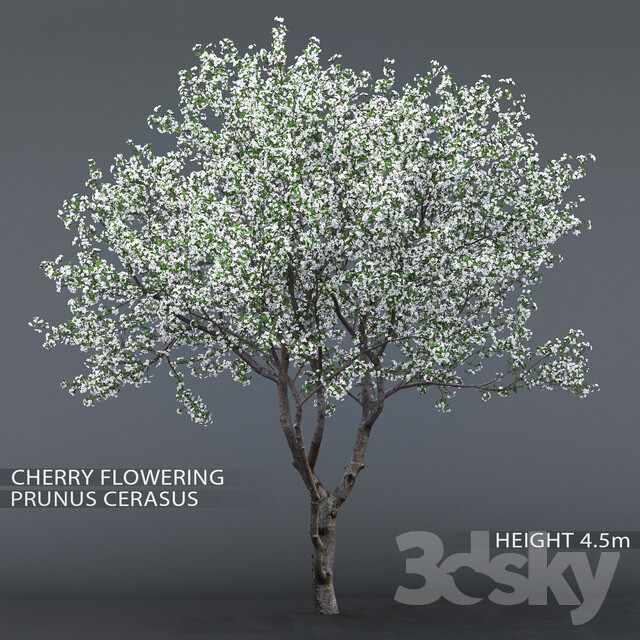 Plant Cherry blossoming 1