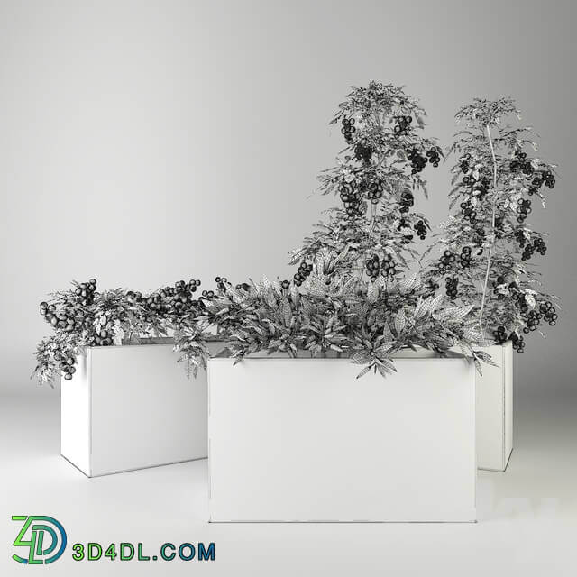 Ornamental garden 4 Indoor 3D Models