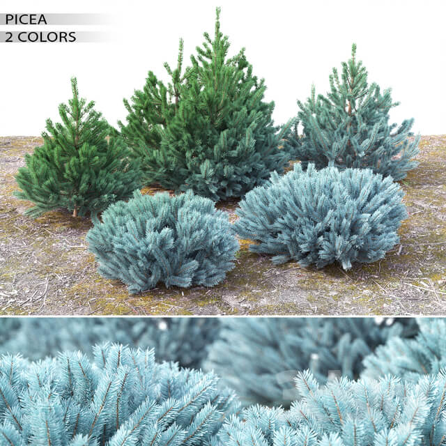 Plant Spruce. Set 1 0.5 m 1.4 m 