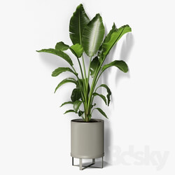 strelitzia plant 3D Models 