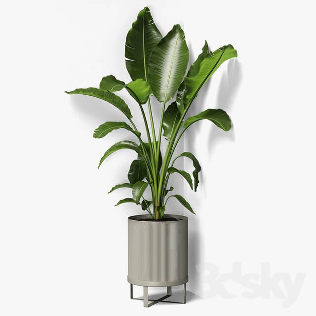 strelitzia plant 3D Models