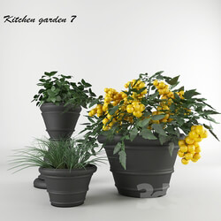 Plant Ornamental garden 7 
