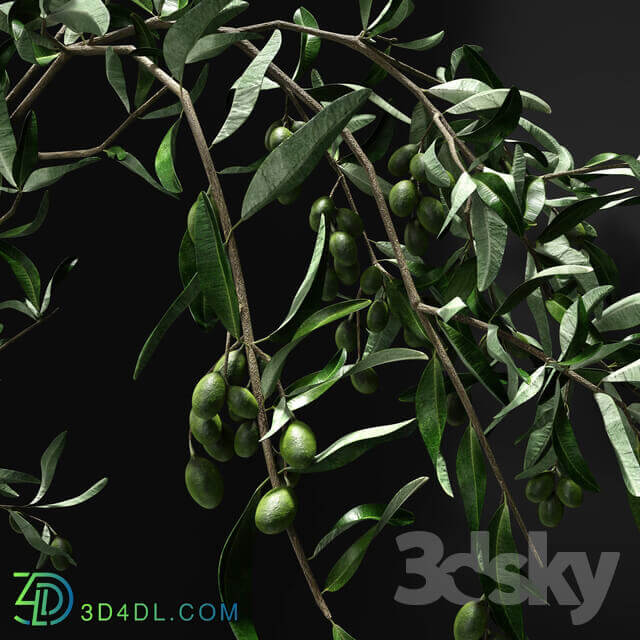 Olive branch in vase 3D Models