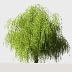 Plant Tree Willow 
