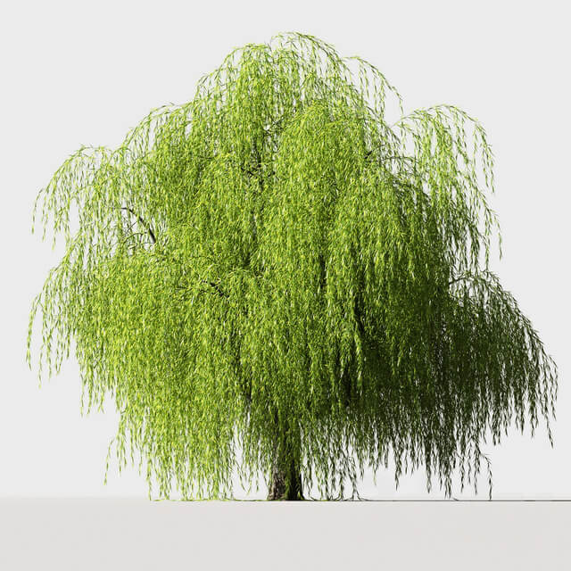 Plant Tree Willow