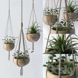 Plant Decorative set of flower pots 