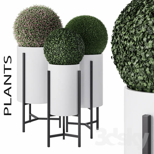 Plant Plants