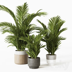 Plant Palms 
