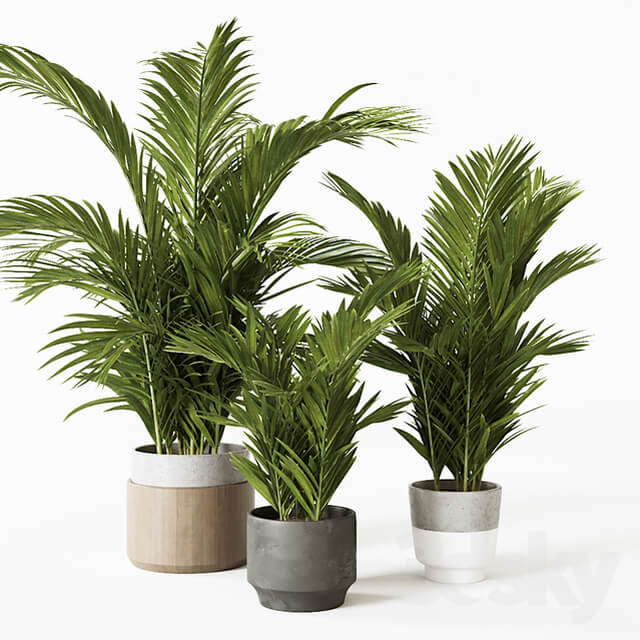 Plant Palms