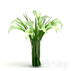 Plant Calla 