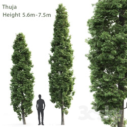 Plant Thuya high 1 5.6m 7.5m  
