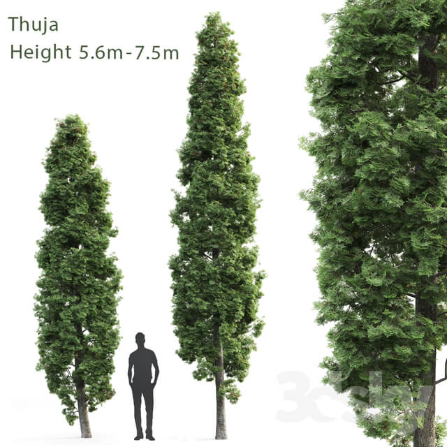 Plant Thuya high 1 5.6m 7.5m 