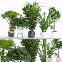 Plant Houseplant 27 