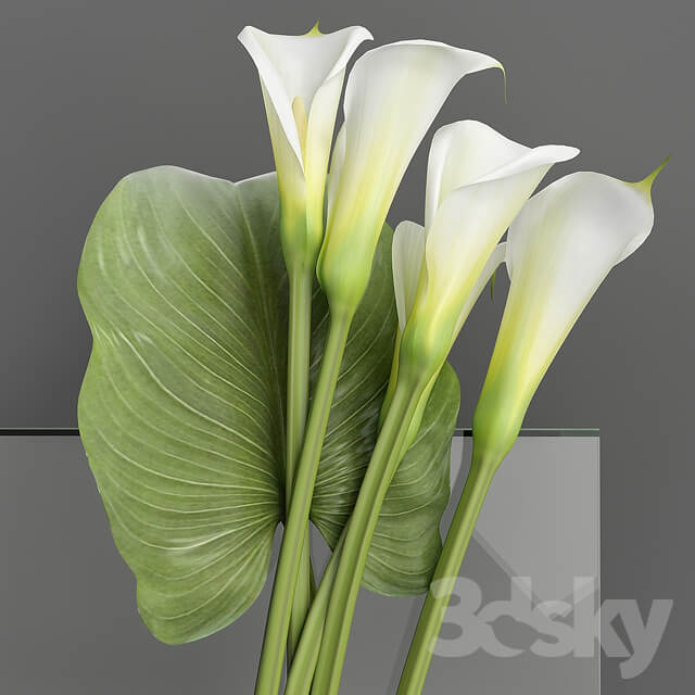 Plant Callas 2