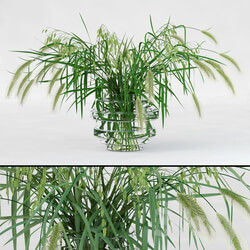 Plant Northern Sea Oats and Pennisetum Green 