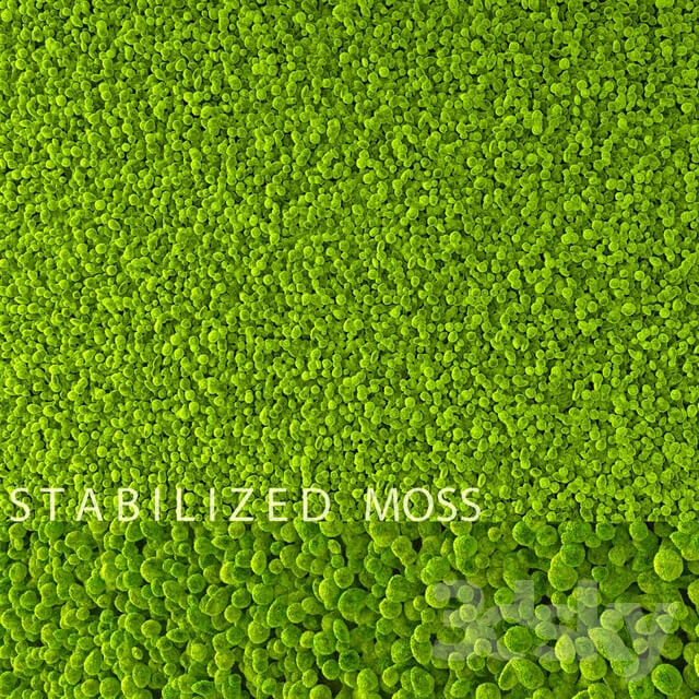 Plant Stabilized Moss