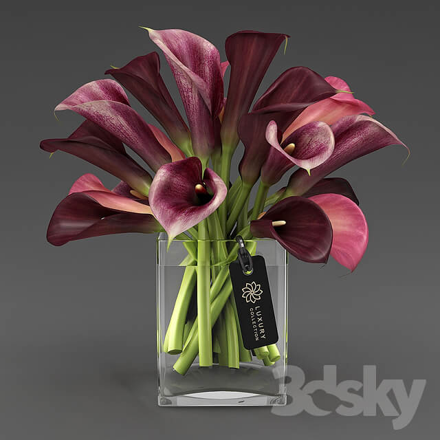 Calla 04 4