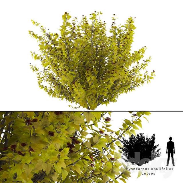 Luteus canniferous buzzard Physocarpus opulifolius Luteus