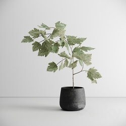 Scandinavian Plant 