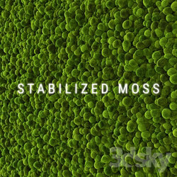 Fitowall Stabilized Moss 2 