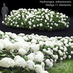Hydrangea is a treelike 1 